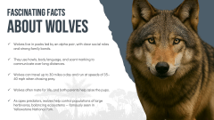 Wolf Theme PPT Slide 11