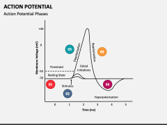 Action Potential PPT Slide 1