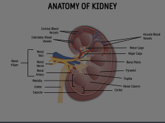 Anatomy of Kidney Animated Presentation - SketchBubble