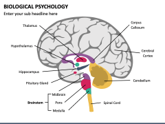 Biological Psychology PPT Slide 1