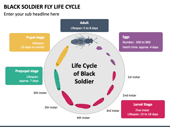 Black Soldier Fly Life Cycle PPT Slide 1