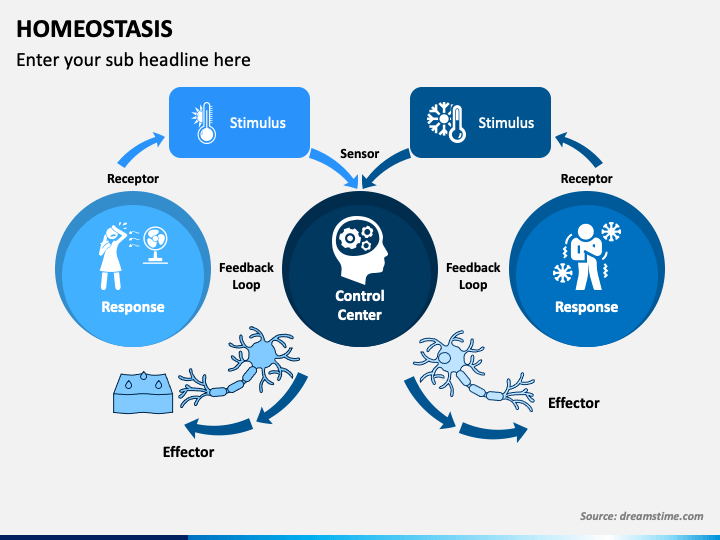 Homeostasis PowerPoint Presentation Slides PPT Template | Lupon.gov.ph