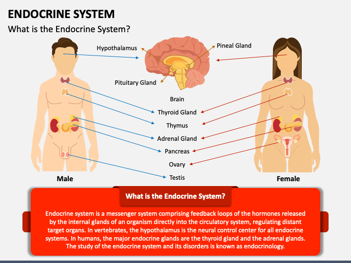 Endocrine System PPT Slide 1