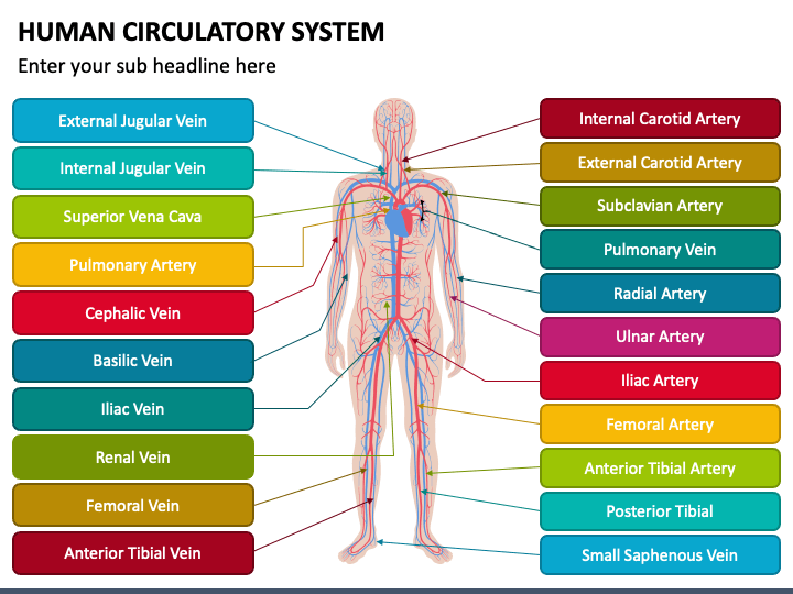 Human Circulatory System PPT Slide 1