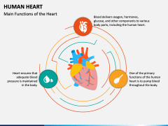 Human Heart PowerPoint and Google Slides Template - PPT Slides