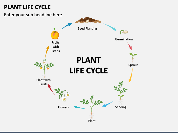 Plant Life Cycle Powerpoint Template