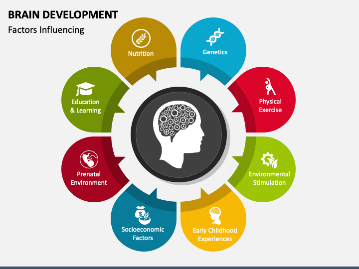 Brain Development PPT Slide 1