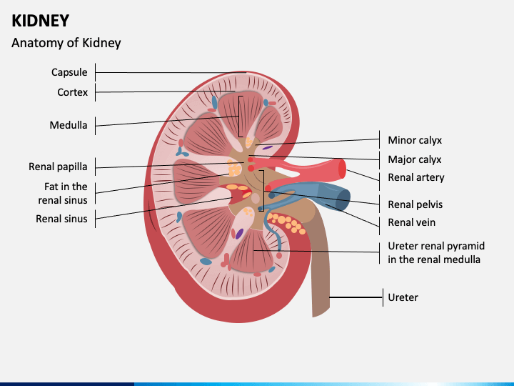 kidney-powerpoint-template-ppt-slides