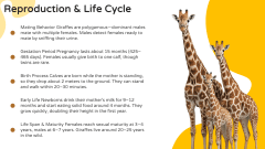 Giraffe Presentation Theme PPT Slide 11