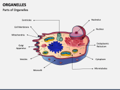 Organelles PPT Slide 2