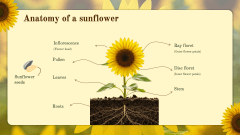 Sunflower Theme PPT Slide 5