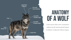 Wolf Theme PPT Slide 5