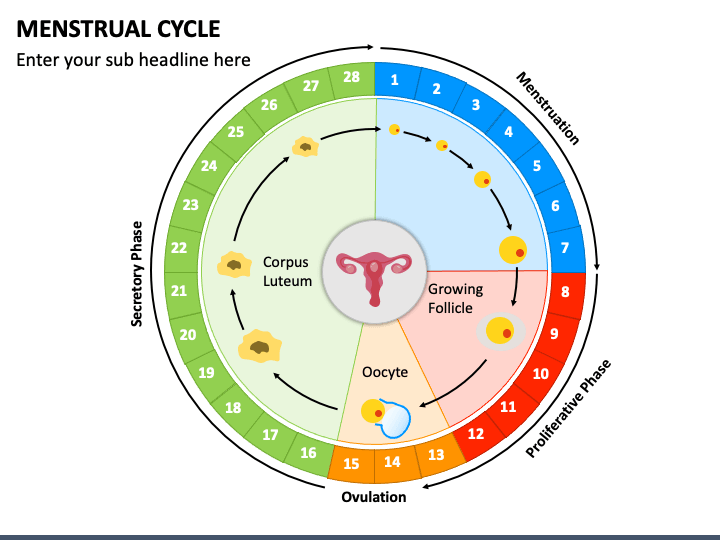 Menstrual Cycle PPT Slide 1