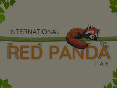 International Red Panda Day Animated Presentation - SketchBubble