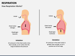 Respiration PowerPoint and Google Slides Template - PPT Slides