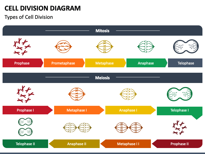 Cell Division Diagram PPT Slide 1