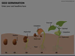 Seed Germination PowerPoint Template - PPT Slides