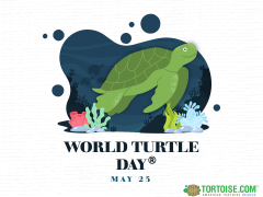 Free - World Turtle Day PowerPoint Template and Google Slides Theme