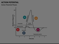 Action Potential Animated Presentation - SketchBubble