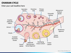 Ovarian Cycle PPT Slide 3