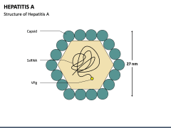Hepatitis A PPT Slide 2