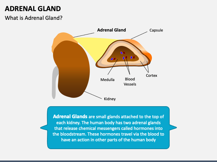 Adrenal Gland PPT Slide 1