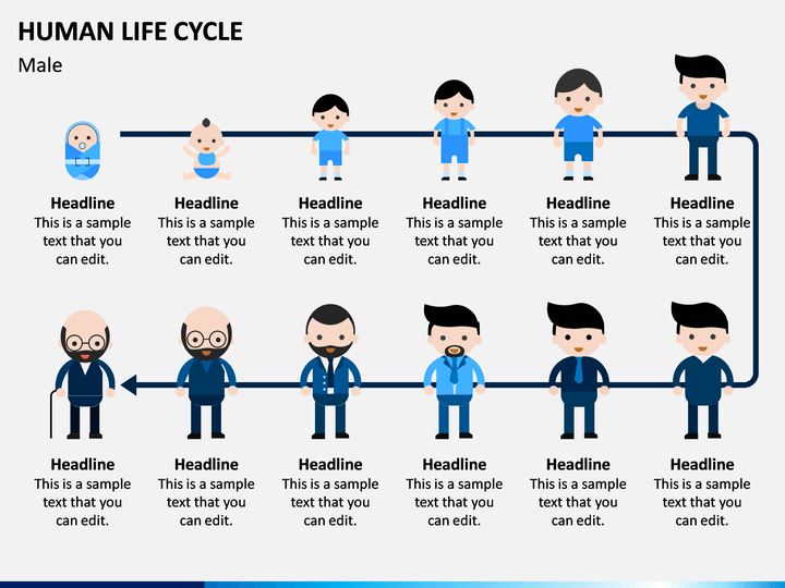 Human Life Cycle Stages Infographic Stock Vector Illu - vrogue.co