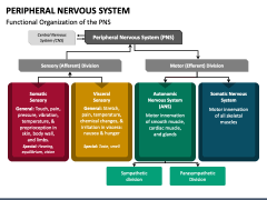 Peripheral Nervous System PowerPoint and Google Slides Template - PPT ...