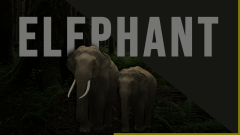 Elephant Theme Animated Presentation - SketchBubble