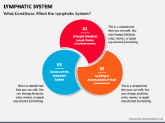 Lymphatic System PowerPoint And Google Slides Template - PPT Slides