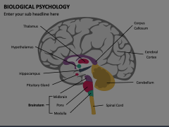 Biological Psychology Animated Presentation - SketchBubble